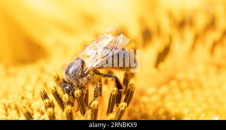 Serenade de tournesol : abeille au travail collectant du Nectar Banque D'Images