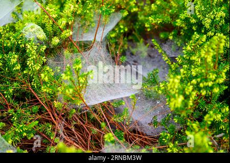 Moisture has collected in the early hours on cobwebs on heather plants on the first morning of the meteorological autumn. Stock Photo