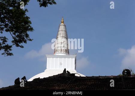 COLOMBO, le 9 mars 2016 -- des singes jouent sur le toit près d'une pagode dans la ville sacrée d'Anuradhapura dans la province du Centre-Nord du Sri Lanka, le 9 mars 2016. Cette ville sacrée a été établie autour d'une coupe de l'arbre des Lumières, le figuier de Bouddha, apporté là au 3e siècle av. J.-C.. L'arbre qui est sorti de la branche se trouve dans la ville d'Anuradhapura et est considéré comme un objet de grande vénération avec des dizaines de milliers de visiteurs Anuradhapura pour rendre hommage. En 1982, la ville sacrée d ' Anuradhapura a été inscrite comme organe des Nations Unies pour l ' éducation, la science et la culture Banque D'Images