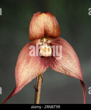 (160311) -- TAINAN, 11 mars 2016 () -- une photo prise le 11 mars 2016 montre Dracula simia, ou orchidée singe, lors de la conférence de presse d'ouverture du Taiwan International Orchid Show qui se tiendra à Tainan, dans le sud-est de la Chine de Taiwan. Le Taiwan International Orchid Show 2016 se tiendra du 12 au 21 mars à Tainan, où l'espèce d'orchidée singe importée d'Amérique du Sud sera l'un des points forts. () (dhf) CHINA-TAIWAN-INTERNATIONAL ORCHID SHOW-PRESS CONFERENCE (CN ) Xinhua PUBLICATIONxNOTxINxCHN Tainan Mars 11 2016 photo prise LE 11 2016 mars montre Dracula simia ou orchidée singe À T Banque D'Images