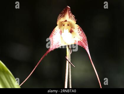 (160311) -- TAINAN, 11 mars 2016 () -- une photo prise le 11 mars 2016 montre Dracula simia, ou orchidée singe, lors de la conférence de presse d'ouverture du Taiwan International Orchid Show qui se tiendra à Tainan, dans le sud-est de la Chine de Taiwan. Le Taiwan International Orchid Show 2016 se tiendra du 12 au 21 mars à Tainan, où l'espèce d'orchidée singe importée d'Amérique du Sud sera l'un des points forts. () (dhf) CHINA-TAIWAN-INTERNATIONAL ORCHID SHOW-PRESS CONFERENCE (CN ) Xinhua PUBLICATIONxNOTxINxCHN Tainan Mars 11 2016 photo prise LE 11 2016 mars montre Dracula simia ou orchidée singe À T Banque D'Images