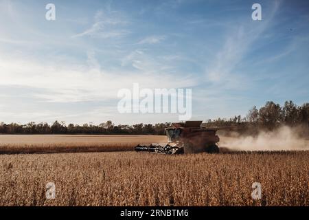 Moissonneuse-batteuse rouge récolte des haricots remuant la poussière pendant l'automne harv Banque D'Images