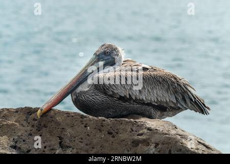 pélican solitaire reposant sur quelques rochers, sur une plage Banque D'Images