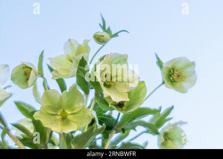 Green and white hellebore flowers blooming in late winter. Stock Photo