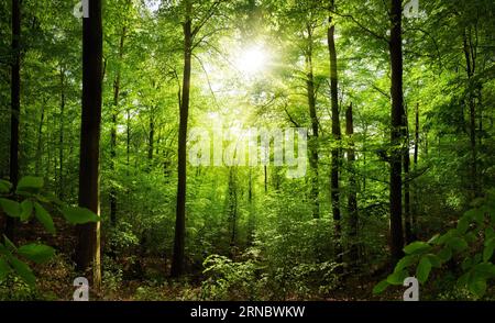 Forêt verdoyante avec le soleil brillant magnifiquement à travers les hêtres Banque D'Images