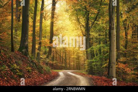 Paysage d'automne tranquille dans une forêt de hêtres colorés, avec un faisceau de lumière douce dans une atmosphère légèrement brumeuse Banque D'Images