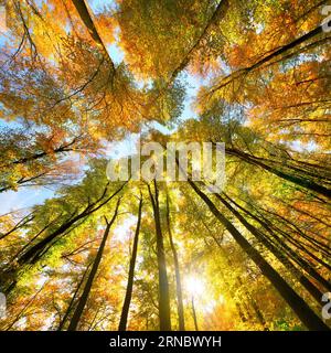 Paysage d'automne avec une canopée de grands arbres à feuilles caduques, avec le soleil brillant brillant magnifiquement à travers le feuillage coloré, format carré Banque D'Images