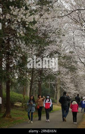 NANCHANG, le 12 mars 2016 -- les touristes marchent sous les cerisiers à Nanchang, capitale de la province du Jiangxi de l'est de la Chine, le 12 mars 2016. Les fleurs de cerisier sont en pleine floraison au printemps.) (lfj) CHINE-JIANGXI-NANCHANG-FLEURS DE CERISIER (CN) ZhouxMi PUBLICATIONxNOTxINxCHN Nanchang Mars 12 2016 les touristes marchent sous les cerisiers à Nanchang capitale de l'est de la Chine S Jiangxi province de Jiangxi Mars 12 2016 fleurs de cerisier sont en pleine floraison comme le printemps ARRIVE lfj Chine Jiangxi Nanchang fleurs de CERISIER CN ZhouxNanchang fleurs CN ZhouxNanchang fleurs CN ZhouxNanchang Banque D'Images