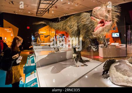 (160315) -- NEW YORK, 15 mars 2016 -- Un visiteur regarde le modèle du dinosaure Yutyrannus huali, long de 23 mètres, lors de l'exposition dinosaures parmi nous au Musée américain d'histoire naturelle de New York, aux États-Unis, le 15 mars 2016. La nouvelle exposition Dinosaurs Among US du Musée américain d Histoire naturelle sera ouverte au public du 21 mars 2016 au 2 janvier 2017. L'exposition montre le lien évolutif entre les dinosaures et les oiseaux modernes à travers des fossiles rarement vus et des modèles réalistes de dinosaures à plumes et d'oiseaux primitifs, dont beaucoup ont été découverts au Liaoning Provin Banque D'Images