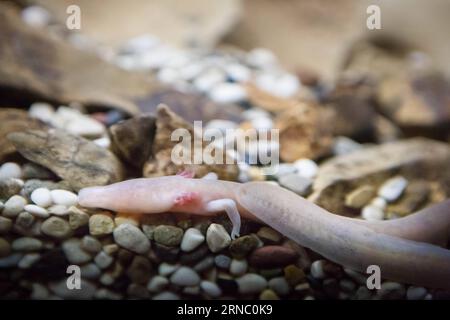 The olm or Proteus anguinus, is seen in Postojna Cave, Slovenia, March 15, 2016. Olms are very sensitive to stress, which is why visitors entering the part of the cave where the olms can be seen in an aquarium are asked to keep quiet and not take any photos. In order not to disturb the olm or Proteus anguinus protecting its eggs, biologists covered the aquarium with black covers until the eggs hatch. This blind cave salamander was seen to lay eggs in its natural habitat of a cave only once before, in the same cave in 2013, but all were lost because of a stressful event. In late January 2016 th Stock Photo