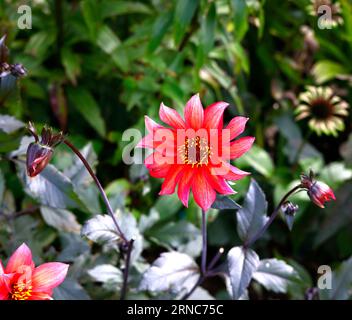 Gros plan de la fleur orange corail-rose de l'été long à la première gelée floraison tenace plante de jardin dahlia Waltzing Mathilda. Banque D'Images