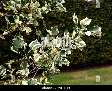 Gros plan sur les feuilles panachées crème et vertes du grand arbre de jardin liriodendron tulipifera snowbird ou Tulipifera arbre à tulipes. Banque D'Images