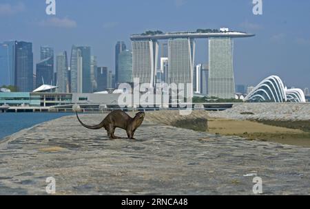 (160331) -- SINGAPOUR, 31 mars 2016 -- la photo prise le 31 mars 2016 montre une loutre aux jardins de Singapour près de la baie est. À Singapour, les animaux sauvages peuvent encore être trouvés dans le centre-ville ou la banlieue en dépit de son développement économique rapide et de l'urbanisation depuis l'indépendance de Singapour en 1965. SINGAPORE-OTTER DANS LA VILLE ThenxChihxWey PUBLICATIONxNOTxINxCHN Singapour Mars 31 2016 photo prise LE 31 2016 mars montre à Otter À Singapore S Gardens by the Bay East à Singapour les animaux sauvages PEUVENT être trouvés au calme dans le centre-ville ou la banlieue en dépit de son développement économique rapide et ur Banque D'Images