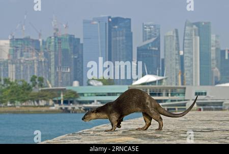 (160331) -- SINGAPOUR, 31 mars 2016 -- la photo prise le 31 mars 2016 montre une loutre aux jardins de Singapour près de la baie est. À Singapour, les animaux sauvages peuvent encore être trouvés dans le centre-ville ou la banlieue en dépit de son développement économique rapide et de l'urbanisation depuis l'indépendance de Singapour en 1965. SINGAPORE-OTTER DANS LA VILLE ThenxChihxWey PUBLICATIONxNOTxINxCHN Singapour Mars 31 2016 photo prise LE 31 2016 mars montre à Otter À Singapore S Gardens by the Bay East à Singapour les animaux sauvages PEUVENT être trouvés au calme dans le centre-ville ou la banlieue en dépit de son développement économique rapide et ur Banque D'Images