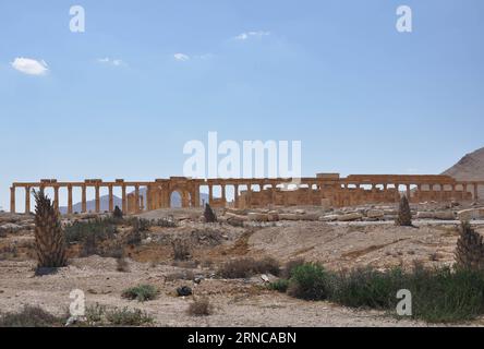 (160331) -- PALMYRE, 31 mars 2016 -- des colonnes anciennes partiellement endommagées sont vues au Musée national dans l'ancienne ville caravanière oasis de Palmyre, dans le centre de la Syrie, le 31 mars 2016. L’armée syrienne a repris la ville de Palmyre le 27 mars après une intense bataille contre le groupe État islamique (EI), qui contrôle la ville depuis mai dernier. SYRIE-PALMYRE-RUINES Ammar PUBLICATIONxNOTxINxCHN 160331 Palmyre Mars 31 2016 les colonnes anciennes partiellement endommagées sont des lacs AU Musée National dans l'ancienne ville caravane Oasis de Palmyre en Syrie centrale LE 31 2016 Mars l'Armée syrienne REC Banque D'Images