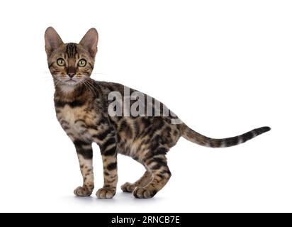 Chaton Bengal noir nuageux à pois tabby, debout sur le côté. Regarder vers la caméra. Isolé sur fond blanc. Banque D'Images