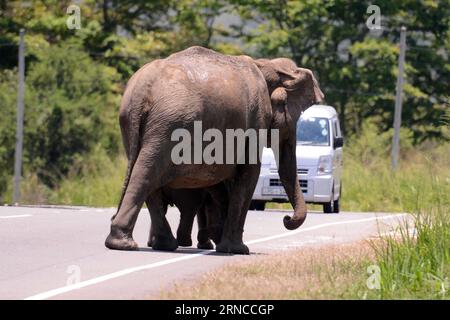 (160404) -- HABARANA, April 4, 2016 -- A vehicle passes by a wild elephant on Colombo-Trincomalee road of Sri Lanka, April 4, 2016. Around 15 wild elephants were seen crossing the elephant pass on Colombo-Trincomalee road of Sri Lanka on Monday, heading to search water and grass in Habarana. )(dh) SRI LANKA-WILDLIFE-ELEPHANT GayanxSameera PUBLICATIONxNOTxINxCHN   April 4 2016 a Vehicle Pass by a Wild Elephant ON Colombo Trincomalee Road of Sri Lanka April 4 2016 Around 15 Wild Elephants Were Lakes Crossing The Elephant Passport ON Colombo Trincomalee Road of Sri Lanka ON Monday heading to Sear Banque D'Images
