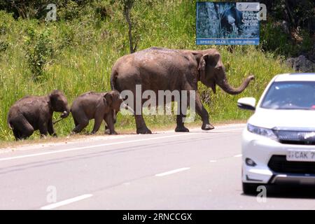 (160404) -- HABARANA, 4 avril 2016 -- les éléphants sauvages traversent le col des éléphants sur la route Colombo-Trincomalee du Sri Lanka, le 4 avril 2016. Environ 15 éléphants sauvages ont été vus traversant le col des éléphants sur la route Colombo-Trincomalee du Sri Lanka lundi, se dirigeant vers l'eau et l'herbe à Habarana. )(dh) SRI LANKA-FAUNE-ÉLÉPHANT GayanxSameera PUBLICATIONxNOTxINxCHN avril 4 2016 éléphants sauvages franchissent le passeport pour éléphants SUR Colombo Trincomalee Road du Sri Lanka avril 4 2016 environ 15 éléphants sauvages étaient des lacs franchissant le passeport pour éléphants SUR Colombo Trincomalee Road du Sri Lanka lundi HEA Banque D'Images