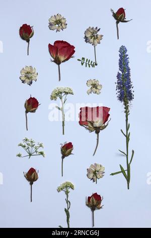 un motif de fleurs séchées pressées sur un fond blanc Banque D'Images