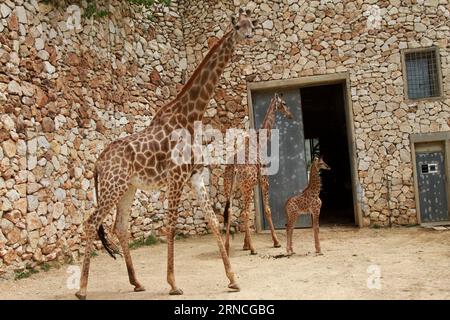 Giraffennachwuchs im Zoo von Jerusalem (160411) -- JÉRUSALEM, le 10 avril 2016 -- Adis, un veau de girafe sud-africain de trois semaines, se tient près de sa mère et de sa grand-mère au zoo biblique de Jérusalem le 10 avril 2016.) MIDEAST-JERUSALEM ZOO-BÉBÉ GIRAFE GilxCohenxMagen PUBLICATIONxNOTxINxCHN Giraffennachwuchs au zoo de Jérusalem 160411 Jérusalem avril 10 2016 adis un veau de girafe sud-africain âgé de trois semaines se tient près de sa mère et sa grand-mère AU zoo biblique de Jérusalem LE 10 2016 avril Mideast Jerusalem Zoo bébé Giraffe GilxCohenxPUTNOxMagnaten Banque D'Images