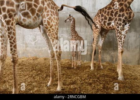Giraffennachwuchs im Zoo von Jerusalem (160411) -- JÉRUSALEM, le 10 avril 2016 -- Adis, un veau de girafe sud-africain de trois semaines, se tient entre sa mère et sa grand-mère au zoo biblique de Jérusalem le 10 avril 2016.) MIDEAST-JERUSALEM ZOO-BÉBÉ GIRAFE GilxCohenxMagen PUBLICATIONxNOTxINxCHN Giraffennachwuchs in Zoo de Jérusalem 160411 Jérusalem avril 10 2016 adis un veau de girafe sud-africain âgé de trois semaines se tient entre sa mère et sa grand-mère AU zoo biblique de Jérusalem LE 10 2016 avril Mideast Jerusalem Zoo bébé Giraffe GilxCohenxPUTINxIONXNON Banque D'Images