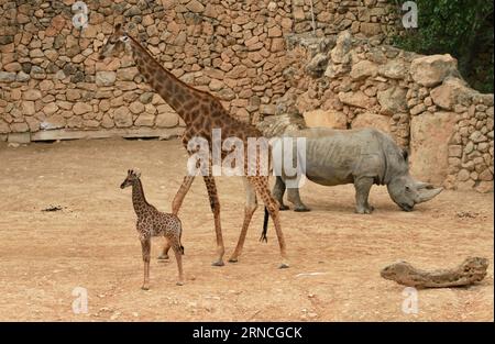 Giraffennachwuchs im Zoo von Jerusalem (160411) -- JÉRUSALEM, le 10 avril 2016 -- Rotem, un veau de girafe sud-africain de quatre semaines, se tient près de sa mère au zoo biblique de Jérusalem le 10 avril 2016.) MIDEAST-JERUSALEM ZOO-BÉBÉ GIRAFE GilxCohenxMagen PUBLICATIONxNOTxINxCHN Giraffennachwuchs au zoo de Jérusalem 160411 Jérusalem 10 2016 avril rouge une femelle de quatre semaines girafe sud-africaine Calf se tient près de sa mère AU zoo biblique de Jérusalem LE 10 2016 avril Mideast Jerusalem Zoo bébé Giraffennachwuchs Giraffen PUBLICATxMagen PubillicxNOxNON Banque D'Images