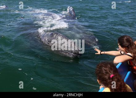 OJO DE LIEBRE BAY, April 12, 2016 -- Vacationers watch gray whales approaching their boat in Ojo de Liebre Bay, in Baja California Sur Peninsula, northwest Mexico, on April 12, 2016. According to data from the National Commission of Protected Natural Areas (CONANP, for its acronym in Spanish) of Mexico, in 2015 more than 15,000 tourists attended presence of the sighting of the gray whales and the number is expected to exeed this year. Str) (jg) (sp) MEXICO-OJO DE LIEBRE BAY-ENVIRONMENT-FAUNA e STR PUBLICATIONxNOTxINxCHN   Ojo de Liebre Bay April 12 2016 vacationers Watch Gray Whales approachin Stock Photo