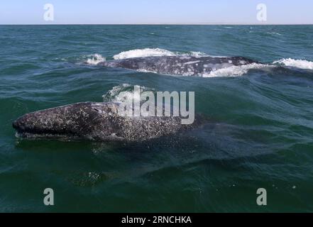 BAIE D'OJO DE LIEBRE, le 12 avril 2016 -- deux baleines grises nagent dans la baie d'Ojo de Liebre, dans la péninsule de Baja California sur, au nord-ouest du Mexique, le 12 avril 2016. Selon les données de la Commission nationale des zones naturelles protégées (CONANP, pour son acronyme en espagnol) du Mexique, en 2015 plus de 15 000 touristes ont assisté à la présence de l'observation des baleines grises et le nombre devrait exeed cette année. Str) (jg) (sp) MEXICO-Ojo DE LIEBRE BAY-ENVIRONMENT-FAUNA e STR PUBLICATIONxNOTxINxCHN Ojo de Liebre Bay avril 12 2016 deux baleines grises nager dans la baie d'Ojo de Liebre en Basse Californie sur Peni Banque D'Images