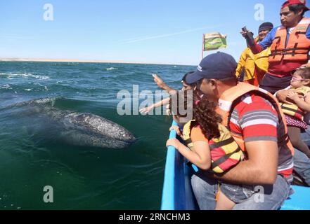 OJO DE LIEBRE BAY, April 12, 2016 -- Vacationers watch gray whales approaching their boat in Ojo de Liebre Bay, in Baja California Sur Peninsula, northwestern Mexico, on April 12, 2016. According to data from the National Commission of Protected Natural Areas (CONANP, for its acronym in Spanish) of Mexico, in 2015 more than 15,000 tourists attended presence of the sighting of the gray whales and the number is expected to exeed this year.Str) (jg) (sp) MEXICO-OJO DE LIEBRE BAY-ENVIRONMENT-FAUNA e STR PUBLICATIONxNOTxINxCHN   Ojo de Liebre Bay April 12 2016 vacationers Watch Gray Whales approach Stock Photo