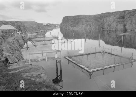 Current 45-1-1973 : les éclaboussures de poissons de luxe hereGrand intérêt est lié à l'élevage du saumon et de l'aure. Rien que cette année, nous avons gagné une centaine de nouveaux éleveurs le long de la côte. Mais la pisciculture n'est pas une mine d'or. La nouvelle industrie est confrontée à des temps difficiles. Les dépenses, en particulier pour les aliments pour animaux et les poissons d'écloserie, ont fortement augmenté au cours de l'année écoulée. La crainte la plus pessimiste que les conditions des années 1950 affecteront l'industrie. À cette époque, presque tout ce qui avait été lancé par les fermes piscicoles est allé à la maison. La ferme piscicole d'Andreas Blom dans le jardin de l'île près de Bergen est idéalement situé dans Banque D'Images