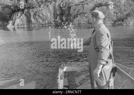 Current 45-1-1973 : les éclaboussures de poissons de luxe hereGrand intérêt est lié à l'élevage du saumon et de l'aure. Rien que cette année, nous avons gagné une centaine de nouveaux éleveurs le long de la côte. Mais la pisciculture n'est pas une mine d'or. La nouvelle industrie est confrontée à des temps difficiles. Les dépenses, en particulier pour les aliments pour animaux et les poissons d'écloserie, ont fortement augmenté au cours de l'année écoulée. La crainte la plus pessimiste que les conditions des années 1950 affecteront l'industrie. À cette époque, presque tout ce qui avait été lancé par les fermes piscicoles est allé à la maison. La ferme piscicole d'Andreas Blom dans le jardin de l'île près de Bergen est idéalement situé dans Banque D'Images