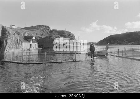 Current 45-1-1973 : les éclaboussures de poissons de luxe hereGrand intérêt est lié à l'élevage du saumon et de l'aure. Rien que cette année, nous avons gagné une centaine de nouveaux éleveurs le long de la côte. Mais la pisciculture n'est pas une mine d'or. La nouvelle industrie est confrontée à des temps difficiles. Les dépenses, en particulier pour les aliments pour animaux et les poissons d'écloserie, ont fortement augmenté au cours de l'année écoulée. La crainte la plus pessimiste que les conditions des années 1950 affecteront l'industrie. À cette époque, presque tout ce qui avait été lancé par les fermes piscicoles est allé à la maison. Photo : Svein Kløvig / Aktuell / NTB ***PHOTO NON TRAITÉE*** ce texte ha Banque D'Images