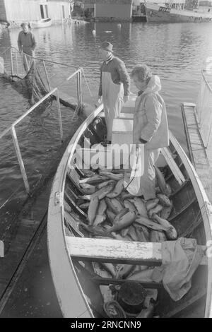 Current 45-1-1973 : les éclaboussures de poissons de luxe hereGrand intérêt est lié à l'élevage du saumon et de l'aure. Rien que cette année, nous avons gagné une centaine de nouveaux éleveurs le long de la côte. Mais la pisciculture n'est pas une mine d'or. La nouvelle industrie est confrontée à des temps difficiles. Les dépenses, en particulier pour les aliments pour animaux et les poissons d'écloserie, ont fortement augmenté au cours de l'année écoulée. La crainte la plus pessimiste que les conditions des années 1950 affecteront l'industrie. À cette époque, presque tout ce qui avait été lancé par les fermes piscicoles est allé à la maison. Photo : Svein Kløvig / Aktuell / NTB ***PHOTO NON TRAITÉE*** ce texte ha Banque D'Images