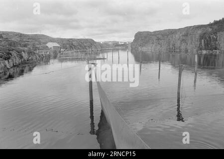 Current 45-1-1973 : les éclaboussures de poissons de luxe hereGrand intérêt est lié à l'élevage du saumon et de l'aure. Rien que cette année, nous avons gagné une centaine de nouveaux éleveurs le long de la côte. Mais la pisciculture n'est pas une mine d'or. La nouvelle industrie est confrontée à des temps difficiles. Les dépenses, en particulier pour les aliments pour animaux et les poissons d'écloserie, ont fortement augmenté au cours de l'année écoulée. La crainte la plus pessimiste que les conditions des années 1950 affecteront l'industrie. À cette époque, presque tout ce qui avait été lancé par les fermes piscicoles est allé à la maison. La ferme piscicole d'Andreas Blom dans le jardin de l'île près de Bergen est idéalement situé dans Banque D'Images