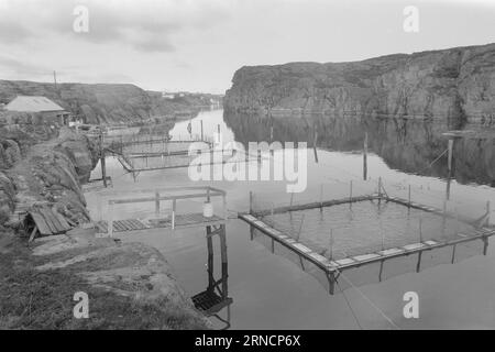 Current 45-1-1973 : les éclaboussures de poissons de luxe hereGrand intérêt est lié à l'élevage du saumon et de l'aure. Rien que cette année, nous avons gagné une centaine de nouveaux éleveurs le long de la côte. Mais la pisciculture n'est pas une mine d'or. La nouvelle industrie est confrontée à des temps difficiles. Les dépenses, en particulier pour les aliments pour animaux et les poissons d'écloserie, ont fortement augmenté au cours de l'année écoulée. La crainte la plus pessimiste que les conditions des années 1950 affecteront l'industrie. À cette époque, presque tout ce qui avait été lancé par les fermes piscicoles est allé à la maison. La ferme piscicole d'Andreas Blom dans le jardin de l'île près de Bergen est idéalement situé dans Banque D'Images