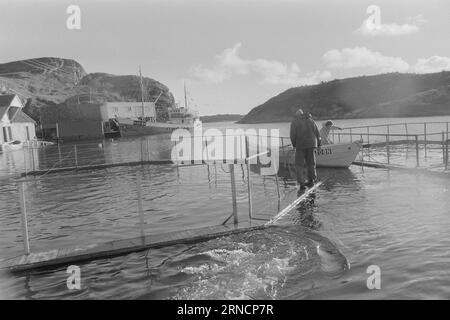 Current 45-1-1973 : les éclaboussures de poissons de luxe hereGrand intérêt est lié à l'élevage du saumon et de l'aure. Rien que cette année, nous avons gagné une centaine de nouveaux éleveurs le long de la côte. Mais la pisciculture n'est pas une mine d'or. La nouvelle industrie est confrontée à des temps difficiles. Les dépenses, en particulier pour les aliments pour animaux et les poissons d'écloserie, ont fortement augmenté au cours de l'année écoulée. La crainte la plus pessimiste que les conditions des années 1950 affecteront l'industrie. À cette époque, presque tout ce qui avait été lancé par les fermes piscicoles est allé à la maison. Des aurés valant plusieurs milliers de couronnes sont pris ici. Il a maintenant été dans ce l Banque D'Images