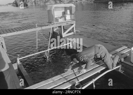 Current 45-1-1973 : les éclaboussures de poissons de luxe hereGrand intérêt est lié à l'élevage du saumon et de l'aure. Rien que cette année, nous avons gagné une centaine de nouveaux éleveurs le long de la côte. Mais la pisciculture n'est pas une mine d'or. La nouvelle industrie est confrontée à des temps difficiles. Les dépenses, en particulier pour les aliments pour animaux et les poissons d'écloserie, ont fortement augmenté au cours de l'année écoulée. La crainte la plus pessimiste que les conditions des années 1950 affecteront l'industrie. À cette époque, presque tout ce qui avait été lancé par les fermes piscicoles est allé à la maison. Svein Jarle Bjørsvik a attiré le saumon dans un canal, où les ondes acoustiques mesurent Banque D'Images