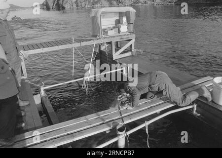 Current 45-1-1973 : les éclaboussures de poissons de luxe hereGrand intérêt est lié à l'élevage du saumon et de l'aure. Rien que cette année, nous avons gagné une centaine de nouveaux éleveurs le long de la côte. Mais la pisciculture n'est pas une mine d'or. La nouvelle industrie est confrontée à des temps difficiles. Les dépenses, en particulier pour les aliments pour animaux et les poissons d'écloserie, ont fortement augmenté au cours de l'année écoulée. La crainte la plus pessimiste que les conditions des années 1950 affecteront l'industrie. À cette époque, presque tout ce qui avait été lancé par les fermes piscicoles est allé à la maison. Svein Jarle Bjørsvik a attiré le saumon dans un canal, où les ondes acoustiques mesurent Banque D'Images