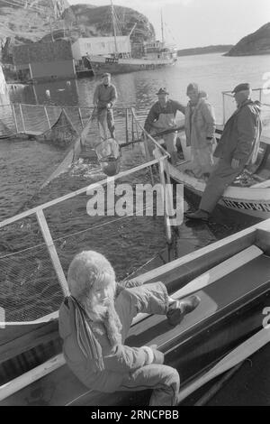 Current 45-1-1973 : les éclaboussures de poissons de luxe hereGrand intérêt est lié à l'élevage du saumon et de l'aure. Rien que cette année, nous avons gagné une centaine de nouveaux éleveurs le long de la côte. Mais la pisciculture n'est pas une mine d'or. La nouvelle industrie est confrontée à des temps difficiles. Les dépenses, en particulier pour les aliments pour animaux et les poissons d'écloserie, ont fortement augmenté au cours de l'année écoulée. La crainte la plus pessimiste que les conditions des années 1950 affecteront l'industrie. À cette époque, presque tout ce qui avait été lancé par les fermes piscicoles est allé à la maison. Des aurés valant plusieurs milliers de couronnes sont pris ici. Il a maintenant été dans ce lak Banque D'Images