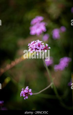 Plan rapproché de la fleur de Verbena bonariensis Banque D'Images