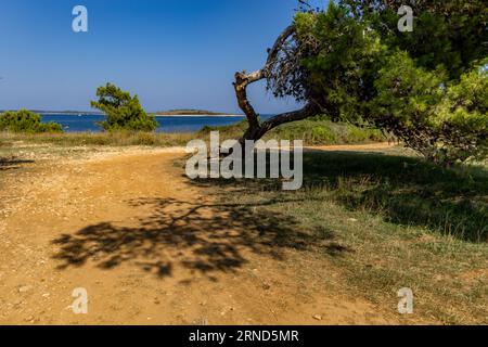 Temps chaud en Croatie sol sec sur la péninsule de Kamenjak en Croatie Banque D'Images