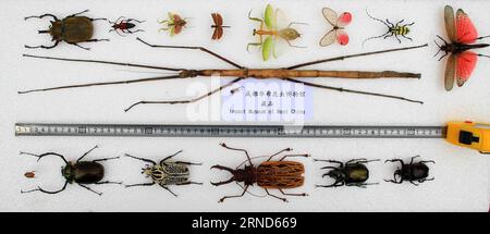 The file photo shows the world s longest insect (C) compared with other insects in size. The Insect Museum of West China in Chengdu, capital of southwest China s Sichuan Province, told Xinhua Thursday that a 62.4-cm-long stick insect found during a field inspection in south China s Guangxi Zhuang Autonomous Region in 2014 has broken the record for length for all 807,625 insects discovered so far. CHINA-SICHUAN-CHENGDU-LONGEST INSECT (CN ) LixQianwei PUBLICATIONxNOTxINxCHN   The File Photo Shows The World S LONGEST Insect C compared With Other insects in Size The Insect Museum of WEST China in Stock Photo