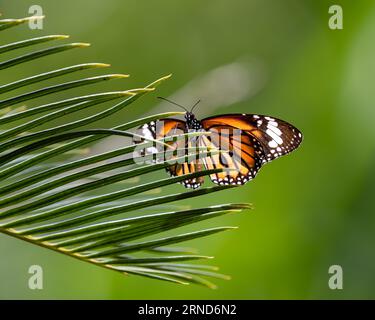 Gros plan d'un beau papillon tigre commun (Danaus genutia), perché sur une feuille épineuse d'une plante d'intérieur de palmier sagou dans le jardin. Aussi appelé le STRI Banque D'Images