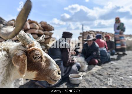 (160508) -- LHASSA, 5 mai 2016 -- une brebis attend une réunion avec des agneaux castrés dans une bergerie au bord de la rivière Nam Co, région autonome du Tibet du sud-ouest de la Chine, 5 mai 2016. Une cérémonie de castration des moutons, qui a été observée pendant plus de 1 000 ans par les éleveurs vivant dans la partie nord de la région du Tibet, a eu lieu sur la rive de Nam Co. Afin d'élever des moutons de la meilleure qualité, malgré quelques moutons mâles robustes, la plupart des moutons mâles de plus de 5 mois ici seront castrés et élevés comme mouton.) (LFJ) CHINE-TIBET-NAM CO-ÉLEVAGE DE MOUTONS (CN) PURBUXZHAXI PUBLICA Banque D'Images