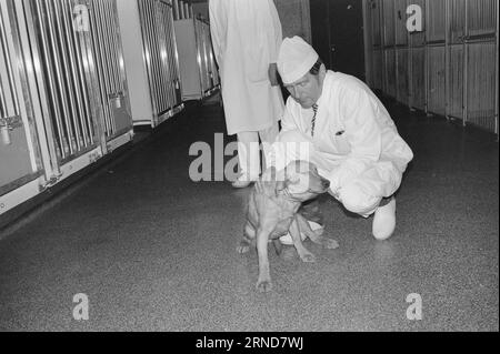 Current 018 - 3 - 1974 : ils meurent pour usAvec l'utilisation de l'expérimentation animale, la plupart des innovations médicales modernes n'auraient jamais eu lieu. Pour le bien de l'humanité ! Le but est donc humain dans le sens le plus simple du terme. Mais sommes-nous même autorisés à exploiter la vie inférieure de cette manière ? Nous avons visité le département des animaux de Rikshospitalet à Oslo pour avoir un aperçu de la façon dont les animaux sont utilisés dans les expériences médicales modernes. Photo : Ivar Aaserud / Aktuell / NTB ***PHOTO NON TRAITÉE*** ce texte a été traduit automatiquement! Banque D'Images