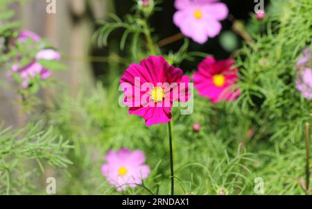 Fleurs 'sensation' de COSMOS bipinnatus Banque D'Images