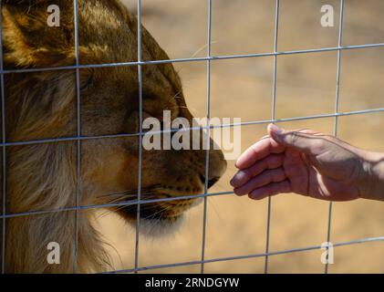 (160520) -- VAALWATER, May 19, 2016 -- Robert Kruijff, staff of Stichting Leeuw interacts with a lion named Nero, which was transferred here in May 1915, at the Emoya Big Cat Sanctuary, Vaalwater, South Africa s northern Limpopo province, May 19, 2016. Three lions rescued by the Stichting Leeuw of Holland arrived at their new home, the Emoya Big Cat Sanctuary on Thursday. Emoya means Welcome home in Swazi language. The Sanctuary, with an area of 5,000 hectares, is currently home to 44 big cats. Thirty-three of them were lions rescued from circuses across Peru and Colombia and arrived here on M Stock Photo