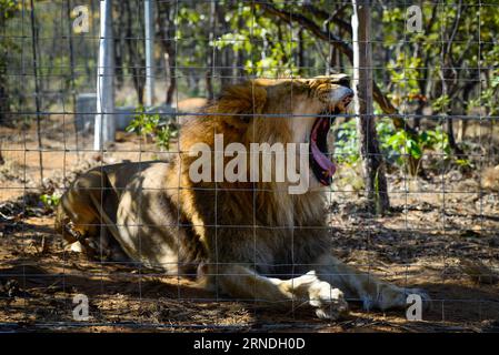 (160520) -- VAALWATER, May 19, 2016 -- Photo taken on May 19, 2016 shows one of the 33 former circus lions, whose claws have been removed by its previous owner, at the Emoya Big Cat Sanctuary, Vaalwater, South Africa s northern Limpopo province. Three lions rescued by the Stichting Leeuw of Holland arrived at their new home, the Emoya Big Cat Sanctuary on Thursday. Emoya means Welcome home in Swazi language. The Sanctuary, with an area of 5,000 hectares, is currently home to 44 big cats. Thirty-three of them were lions rescued from circuses across Peru and Colombia and arrived here on May 1, 2 Stock Photo