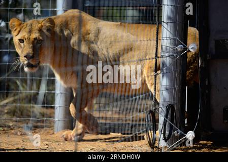 (160520) -- VAALWATER, le 19 mai 2016 -- Un lion sauvé nommé Asali sort de sa cage vers un nouvel enclos dans le sanctuaire Emoya Big Cat Sanctuary, Vaalwater, province du Limpopo au nord de l Afrique du Sud, le 19 mai 2016. Trois lions secourus par les Stichting Leeuw de Hollande sont arrivés jeudi à leur nouvelle maison, le Sanctuaire Emoya Big Cat. Emoya signifie Bienvenue à la maison en langue swazi. Le Sanctuaire, d’une superficie de 5 000 hectares, abrite actuellement 44 grands félins. Trente-trois d'entre eux étaient des lions sauvés des cirques à travers le Pérou et la Colombie et sont arrivés ici le 1 mai 2016. La réception des 3 lions est Emoya Banque D'Images