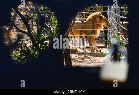 (160520) -- VAALWATER, le 19 mai 2016 -- deux des 33 anciens lions du cirque réagissent au Sanctuaire Emoya Big Cat, Vaalwater, province du Limpopo au nord de l'Afrique du Sud, le 19 mai 2016. Trois lions secourus par les Stichting Leeuw de Hollande sont arrivés jeudi à leur nouvelle maison, le Sanctuaire Emoya Big Cat. Emoya signifie Bienvenue à la maison en langue swazi. Le Sanctuaire, d’une superficie de 5 000 hectares, abrite actuellement 44 grands félins. Trente-trois d'entre eux étaient des lions sauvés des cirques à travers le Pérou et la Colombie et sont arrivés ici le 1 mai 2016. La réception des 3 lions est la deuxième coopération avec Emoya Banque D'Images